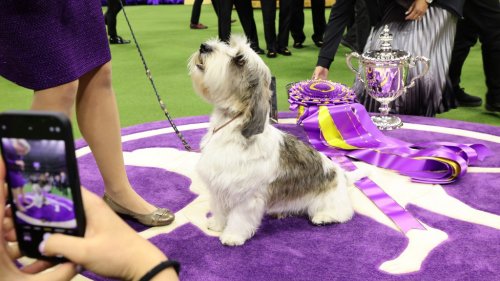 Westminster Dog Show 2023 winners: A complete list including Best in Show