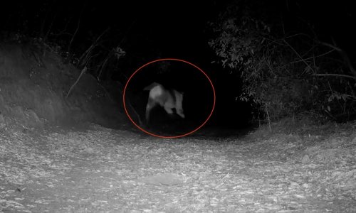 Mountain lion hunts coyote in eerie footage captured by trail-cam