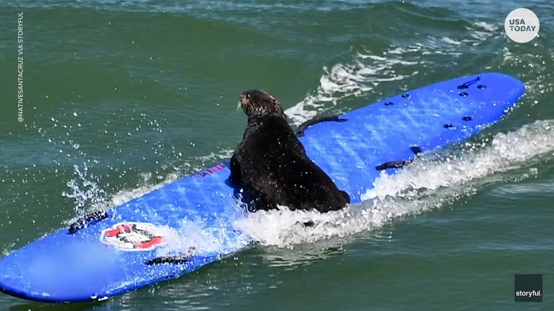 Surfboard-stealing Otter 841 keeps outsmarting California authorities trying to catch her