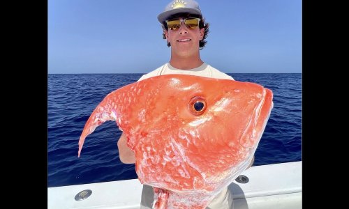 Potential world-record snapper succumbs to 'tax man'