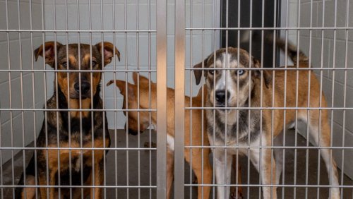 How many dogs are euthanized in the US every year? In 2023, the number surpassed cats