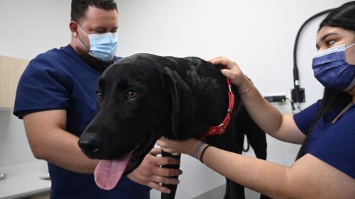 Mystery dog respiratory illness: These are the symptoms humans should be on the lookout for.