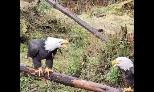 How bald eagles really sound (it's not like in the movies)