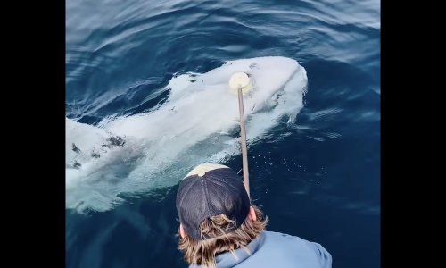 Watch: Massive 'alien' fish gets helping hand from boat crew