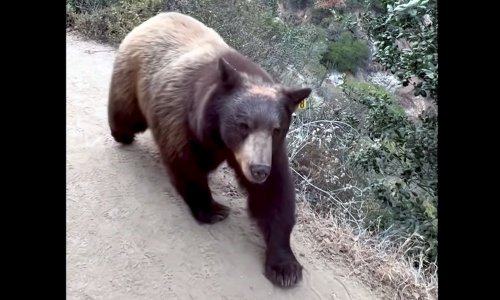 Watch: Hiker lets bear pass within petting distance on narrow trail