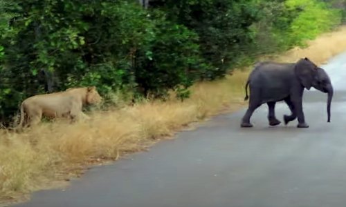 Watch: Abandoned baby elephant fends off lions with ‘brave’ ploy