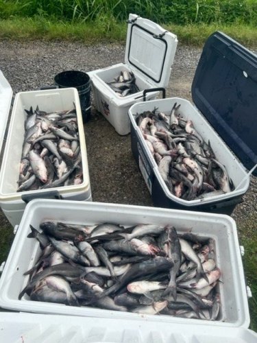 Fishermen caught with 665 catfish, four cited for limit violation