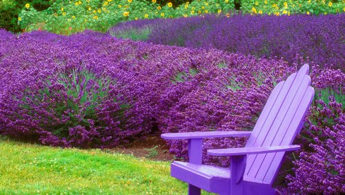 9 plants that bug bugs — including mosquitoes