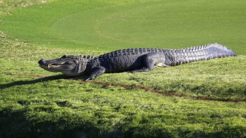 Birdies aren't the only creatures you'll find on the golf course