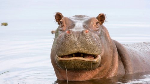 2-year-old boy swallowed by hippo, man stones animal to save boy's life, police say