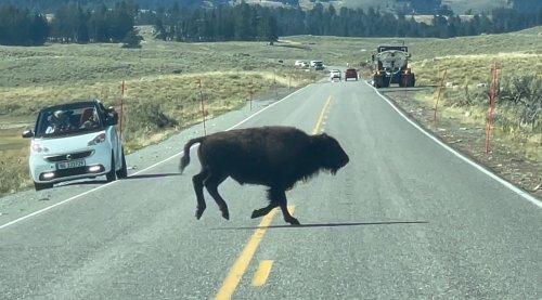 Watch: Yellowstone bison plays traffic cop to protect calf