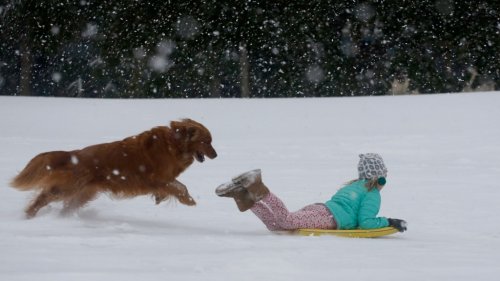 Genius dog takes herself sledding in delightful snow video