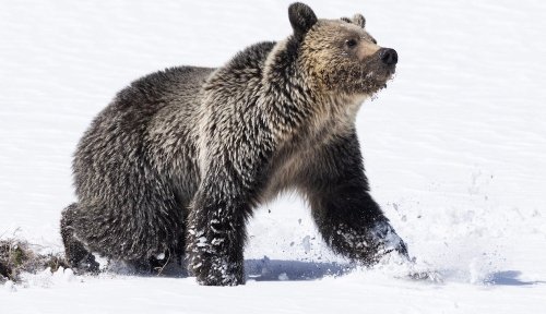 Yellowstone fans saddened, angry after death of young grizzly bear