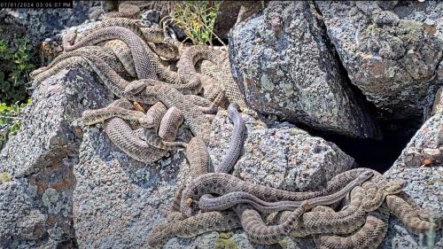 Watch hundreds of rattlesnakes in Colorado 'mega den' emerge from hibernation