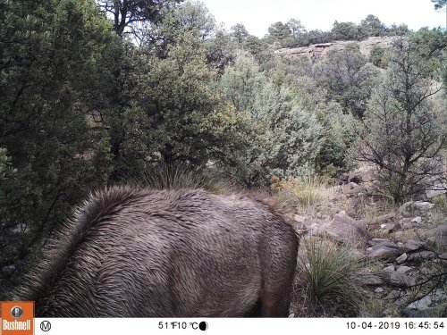 Can you spot the mountain lion stalking the elk?