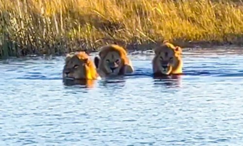 Watch: Hippo attacks lion as pride attempts gutsy river crossing