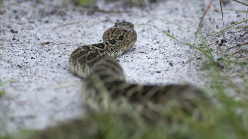 Photos: Venomous snakes native to the Southeastern US