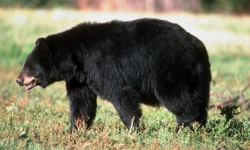 Bear pops beach ball, leading to an ‘attack’ on woman in tent