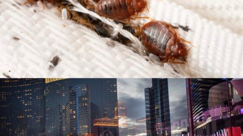 Bedbugs found at 4 Las Vegas hotels, Nevada Resort Association says instances are 'rare'