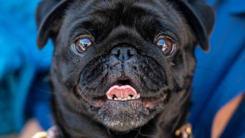 Pets get allergies, too: What to look for, how to help your sneezy, itchy pal