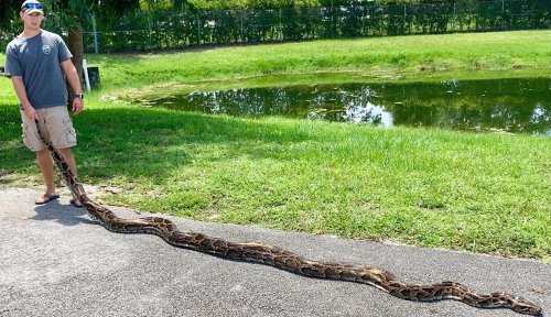 Florida man catches nearly 18-foot python by hand