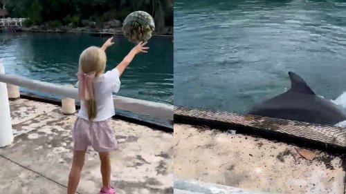 A curious girl spots a playful dolphin. Then pure magic unfolds.
