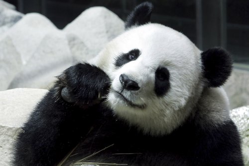 17 photos of pandas proving that they are just the cutest