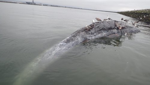 Fifth whale found dead in waters of San Francisco Bay within a month
