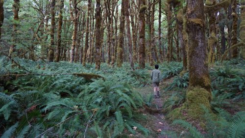 ‘Every shade of green that you can imagine’: What’s so special about Olympic National Park
