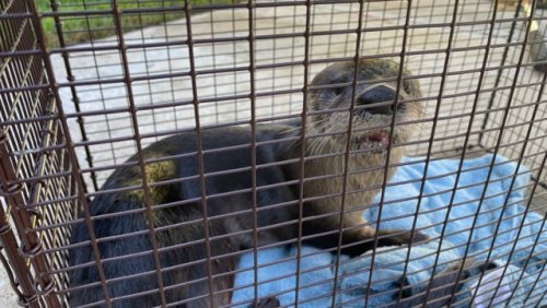 Rabid otter bites Florida man 41 times while he was feeding birds