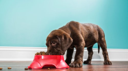 Several brands of dog food recalled over toxic levels of vitamin D, FDA says