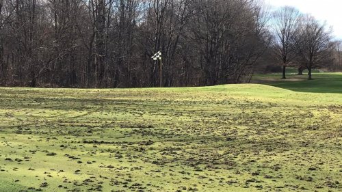 This Michigan golf course may need temporary greens for an entire year after vandals did $100K in damage