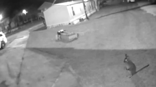 Home security camera captures video of escaped wallaby hopping through Eastern Kentucky