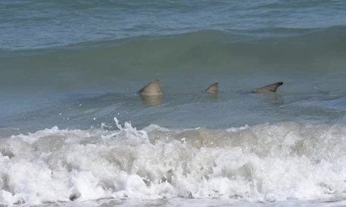 Contrary to alarming report, ’There are no sharks in Lake Erie’
