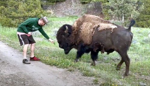 Watch: Man tries feeding bison near Yellowstone; it doesn’t go well