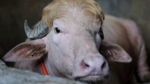 Albino buffalo named 'Trump' goes viral in Bangladesh