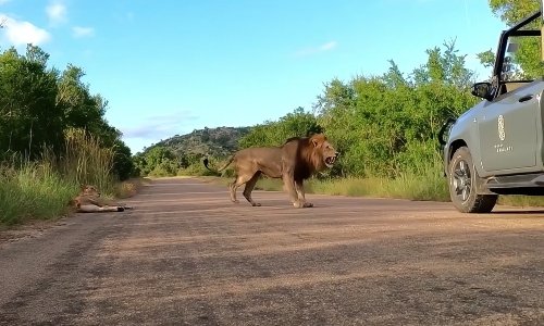 Watch: 'Massive' lion forces standoff with safari vehicle