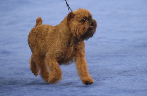 How to watch National Dog Show: what to know, time, TV channel, live stream