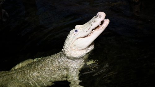 Zoo pulls 70 coins from alligator's stomach, urges visitors not to throw money into exhibits
