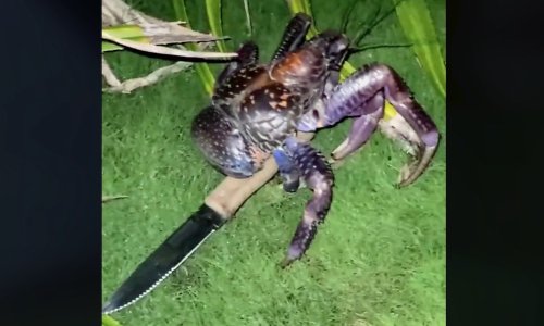 Watch: Crab steals knife from camper in nighttime raid