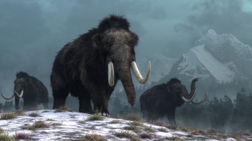 Bringing back the woolly mammoth to roam Earth again. Is it even possible? | The Excerpt