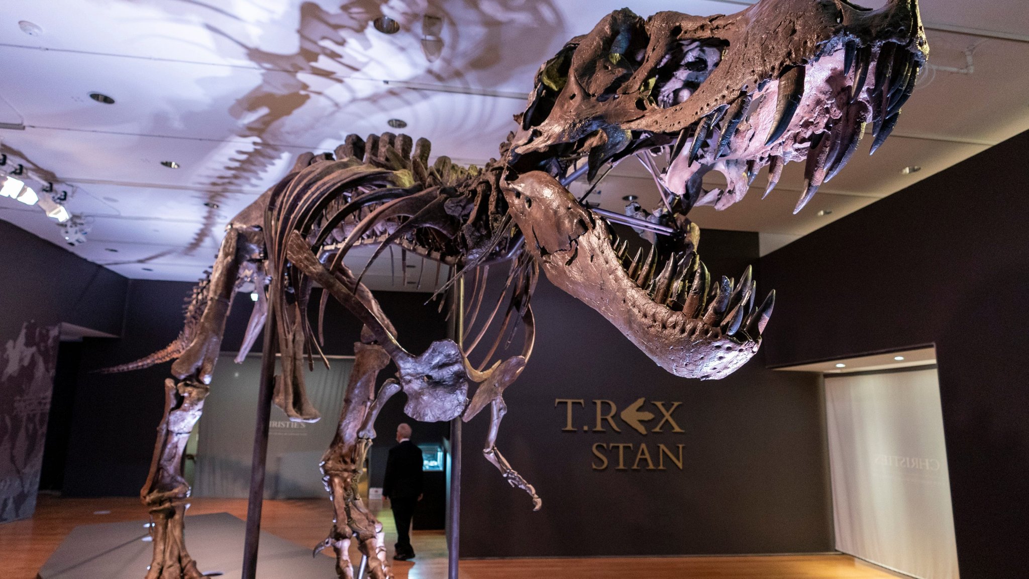 Dinosaur extinction: New study suggests they were killed off by more than an asteroid