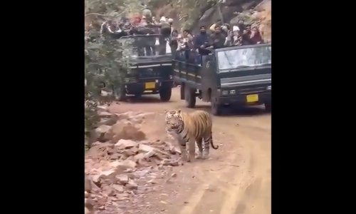 Video showing tourists crowding wild tiger sparks outrage