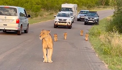 Watch: Lioness, four cubs create 'cutest traffic jam ever'
