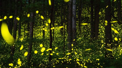 Fireflies are dying out because people are destroying their habitats
