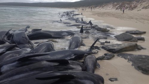 Nearly 150 beached whales die after mass stranding in Australia