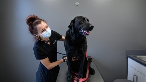 New data shows dog respiratory illness up in Canada, Nevada. Experts say treat it like a human cold