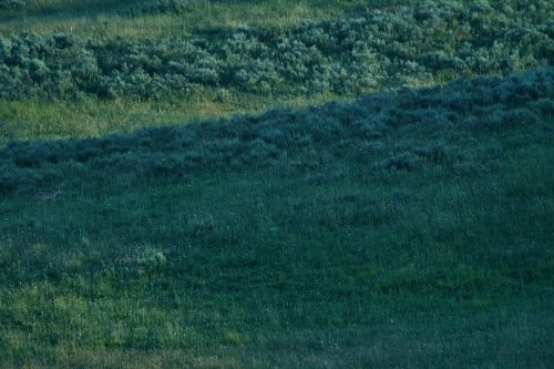 Can you spot the coyotes in this lush Yellowstone meadow?