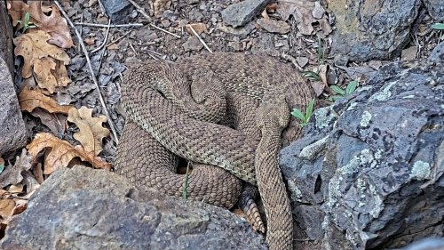 Watch hundreds of rattlesnakes come out of 'mega den' ahead of new Pennsylvania webcam