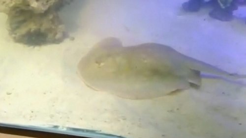 Could a shark have impregnated a stingray at a North Carolina aquarium? What one expert says